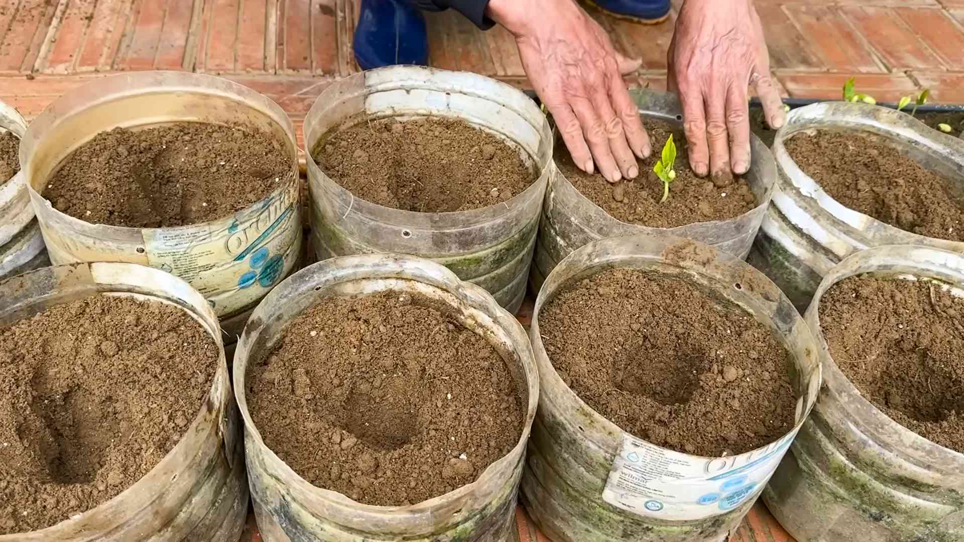 Bohnenpflanzen Blüte fördern