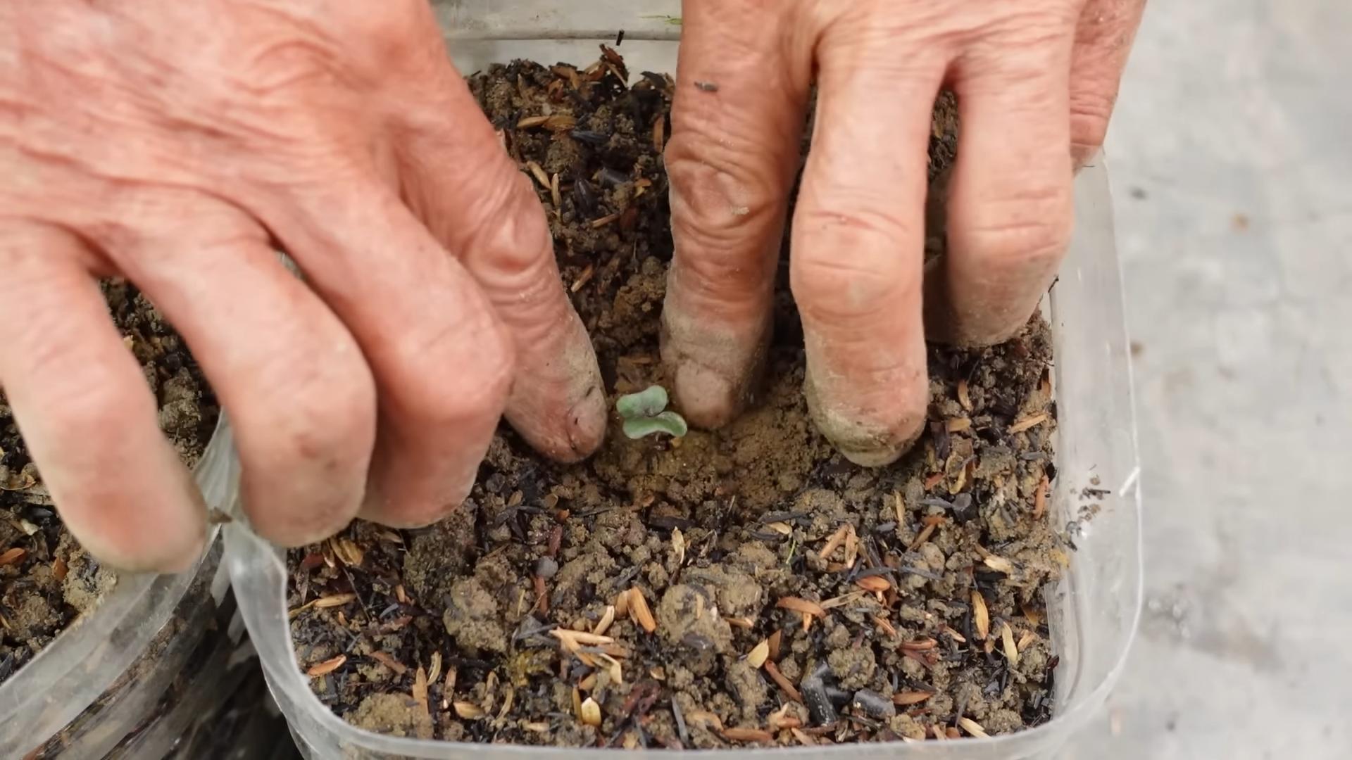 Lila Kohl zu Hause anbauen