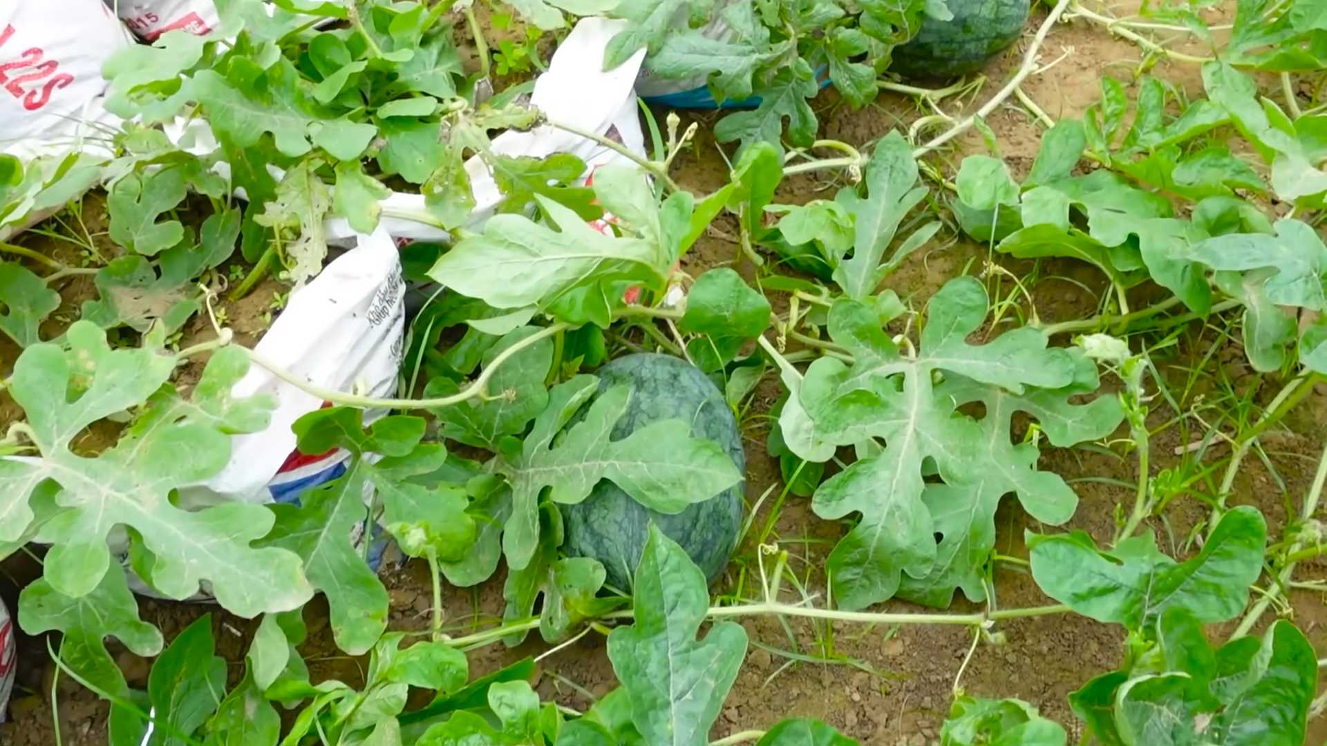 Wassermelonen anbauen zu Hause