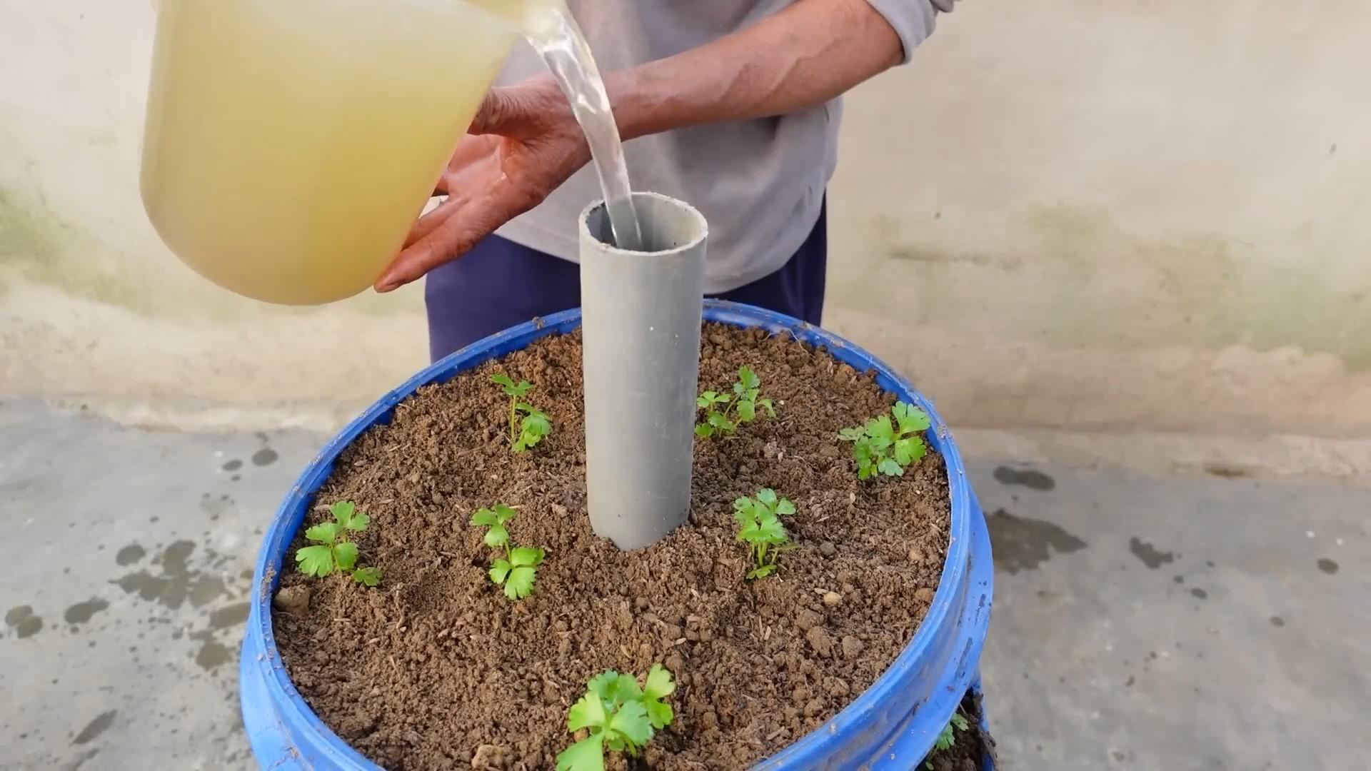 Sellerie anbauen ohne Garten