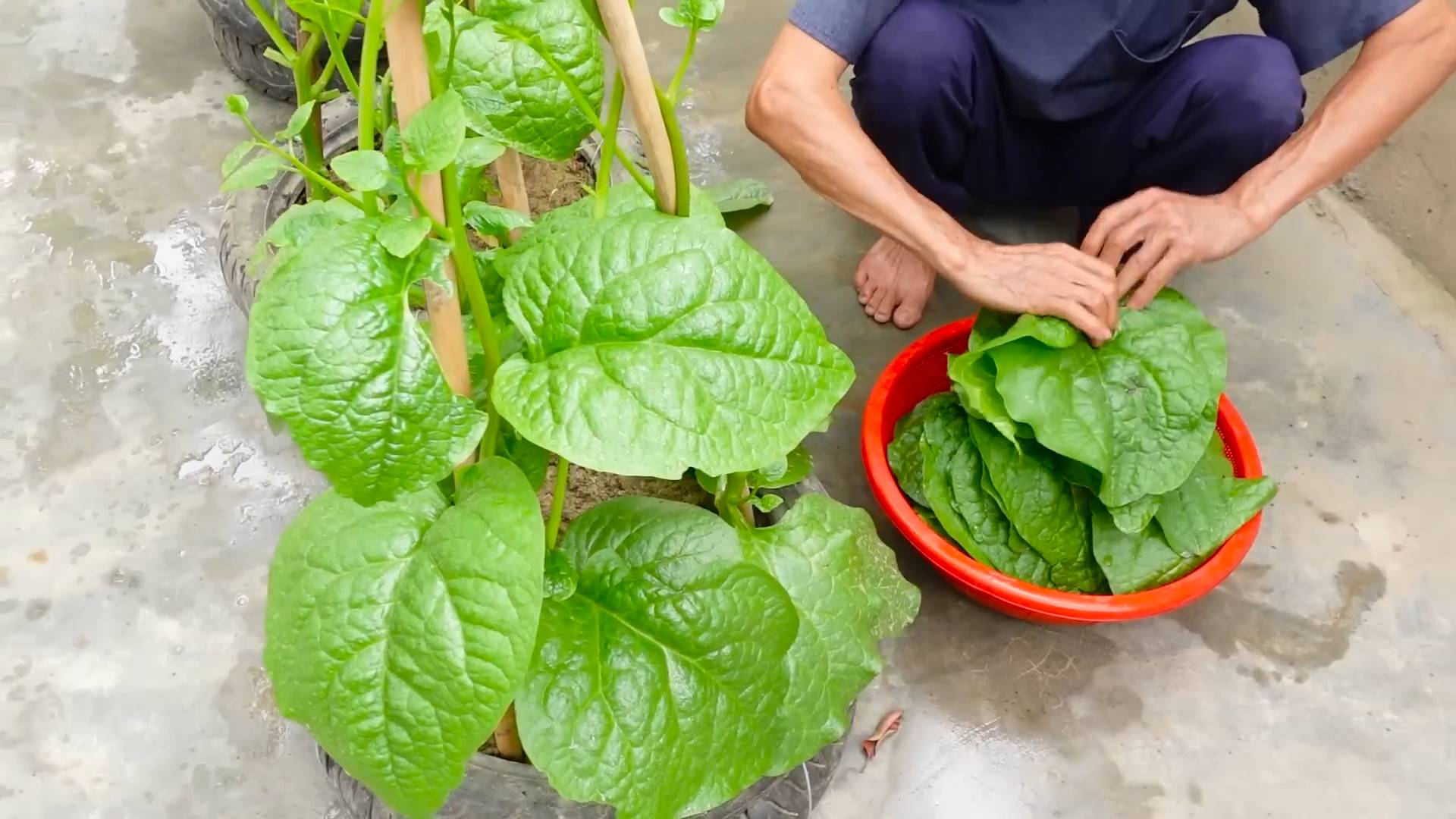 Gemüsegarten mit alten Reifen
