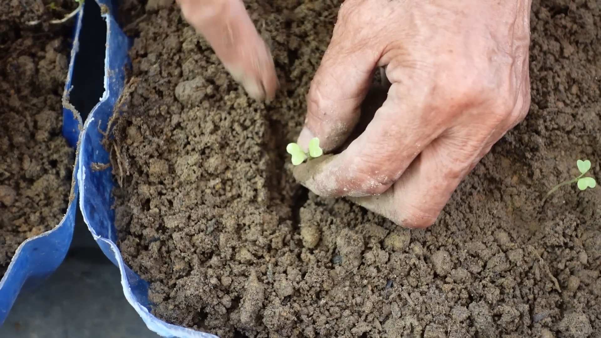 Flaschengarten Gemüseanbau für Anfänger