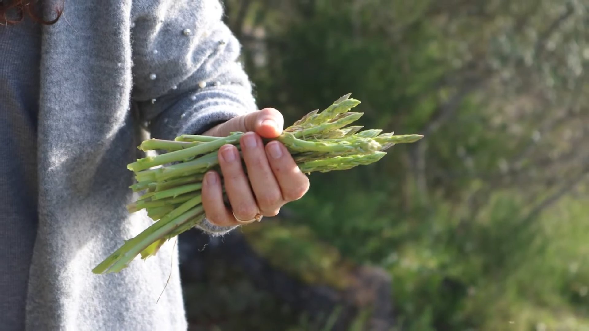 Spargel Anbau für Anfänger