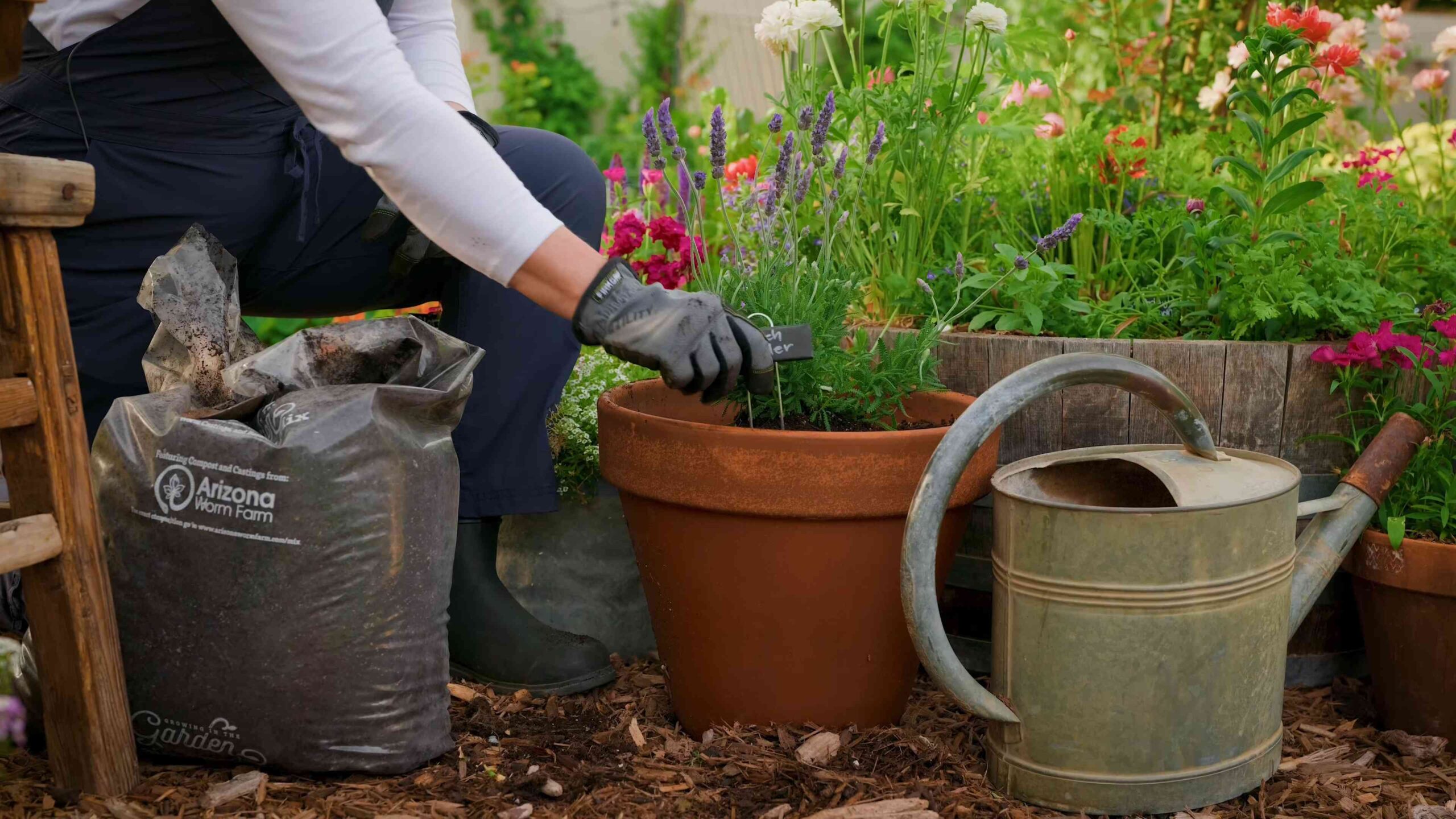 Lavendel Anbau Tipps