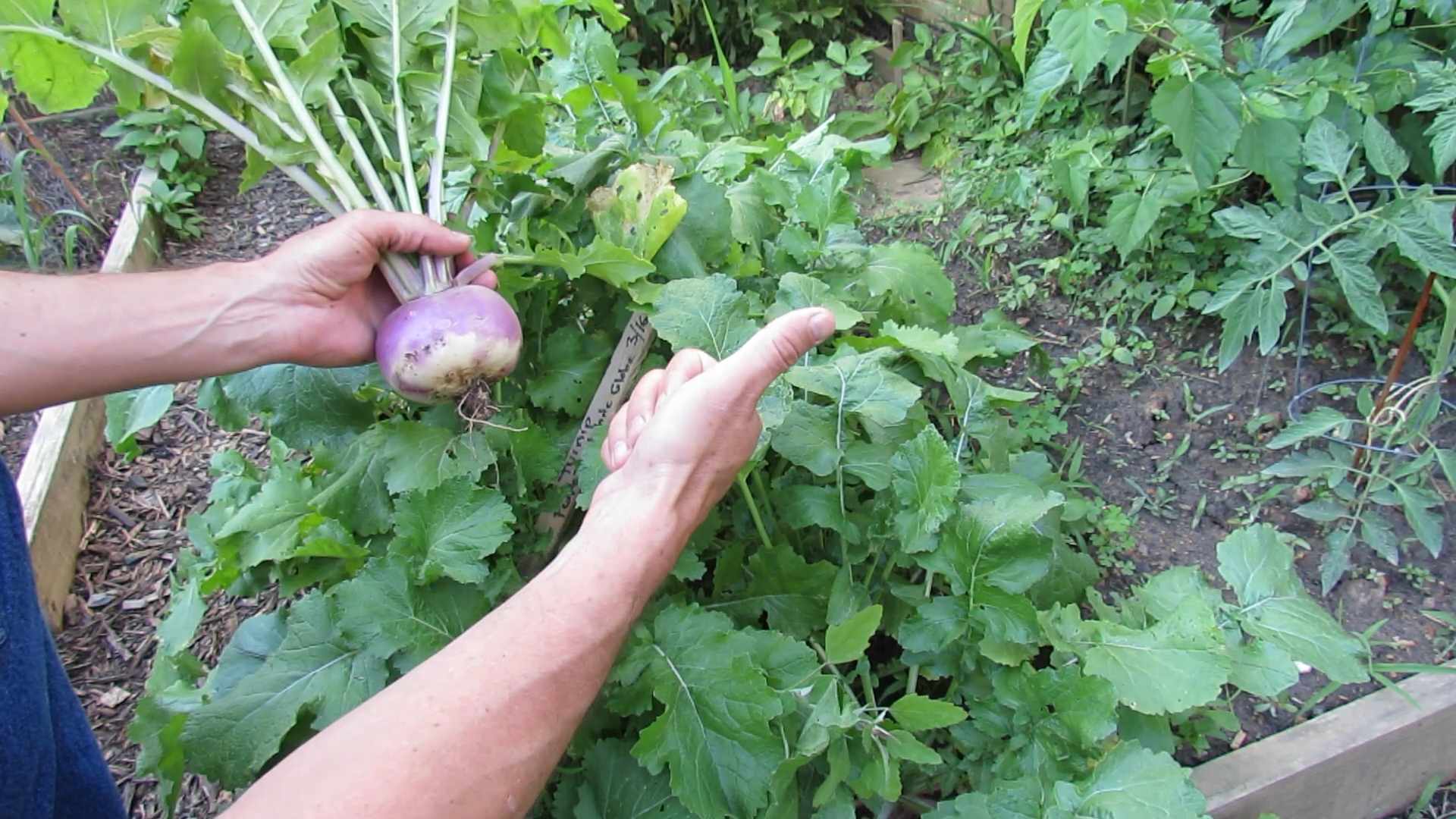Steckrüben Anbau Anleitung