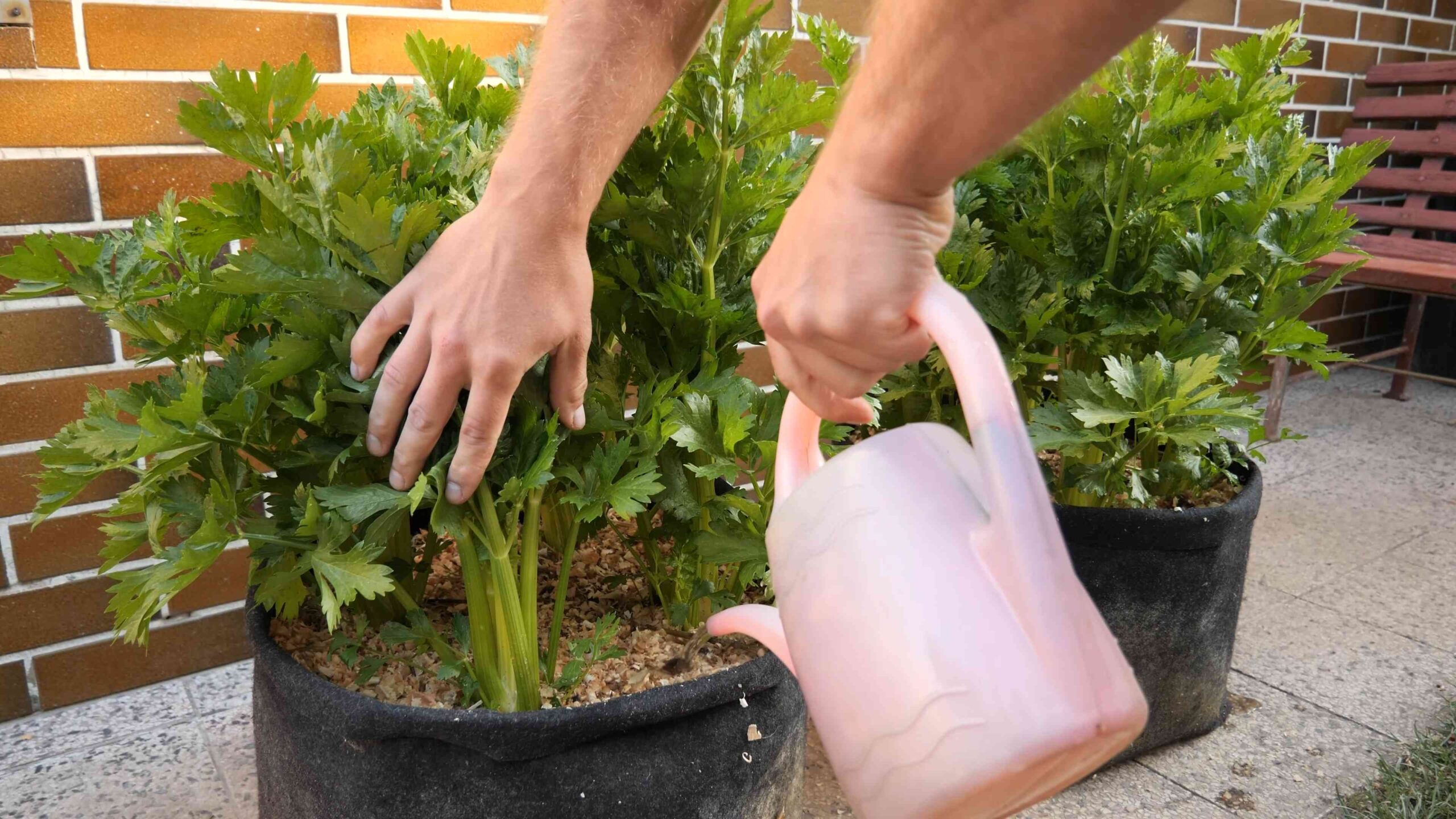 Sellerie anbauen im eigenen Garten