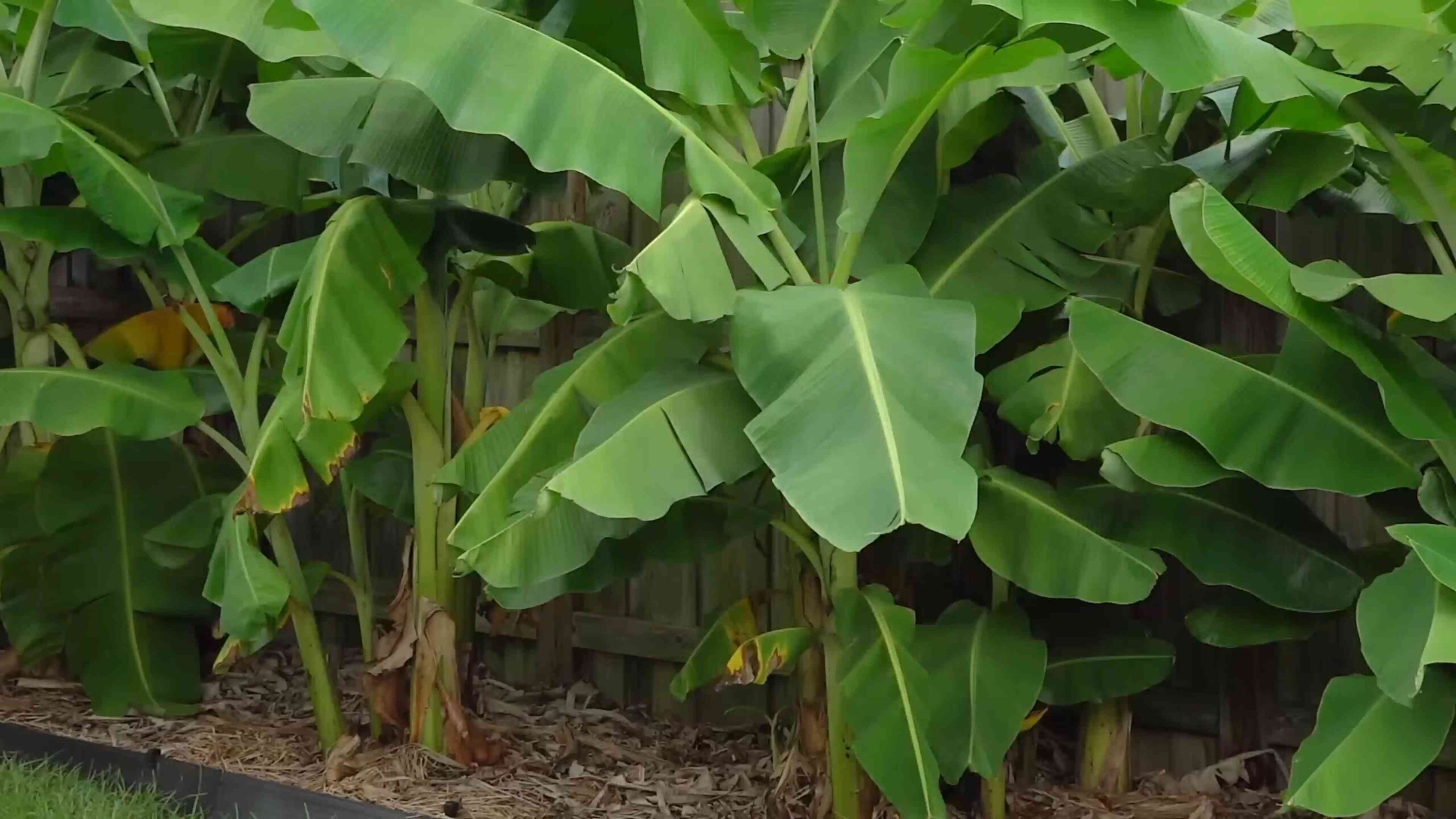 Bananen zu Hause anbauen