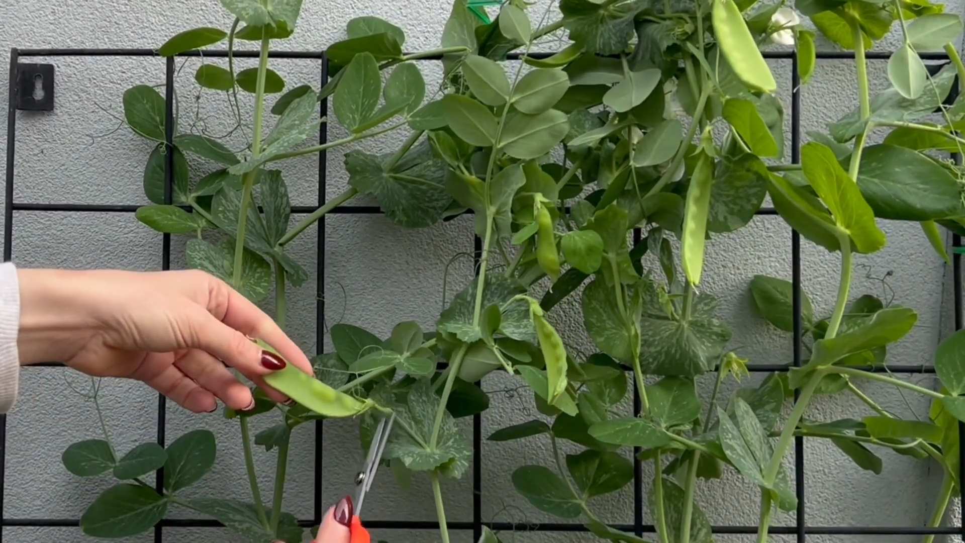 Zuckererbsen selbst anbauen