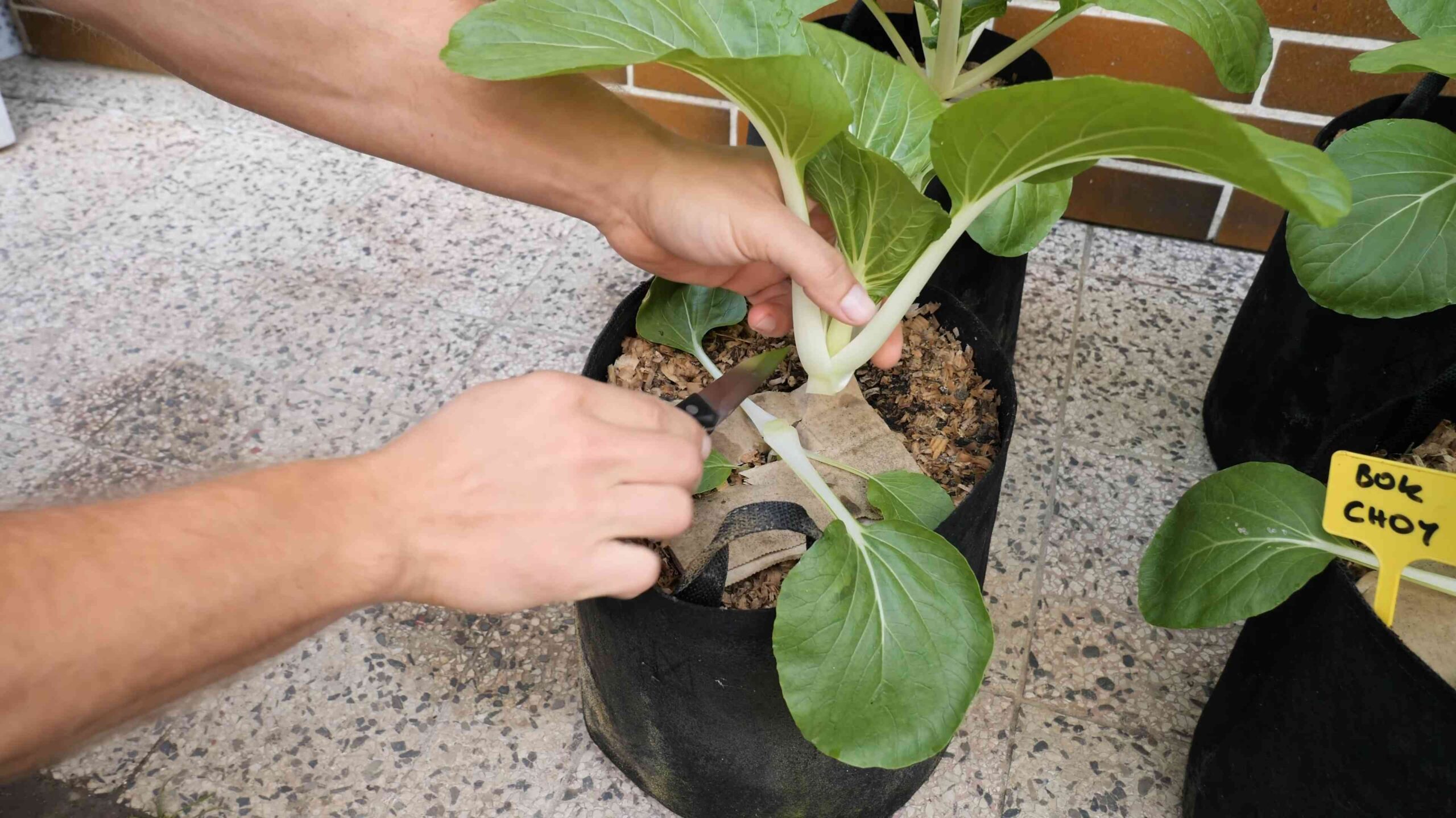 Bok Choy Anbau zu Hause