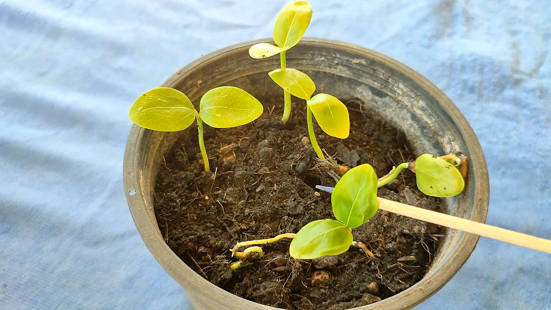 Sapodilla Baum selbst anbauen