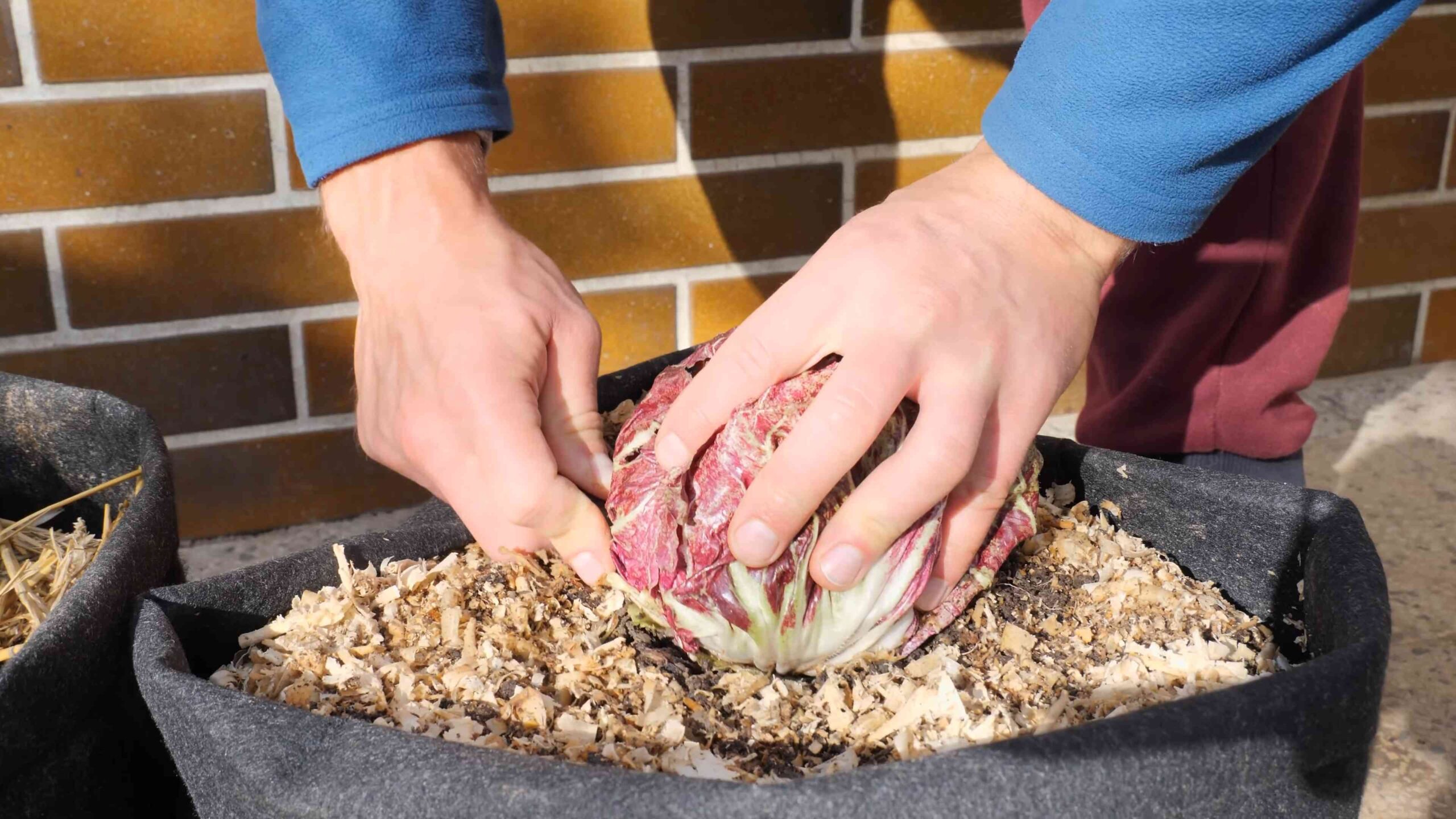 Radicchio anbauen und ernten