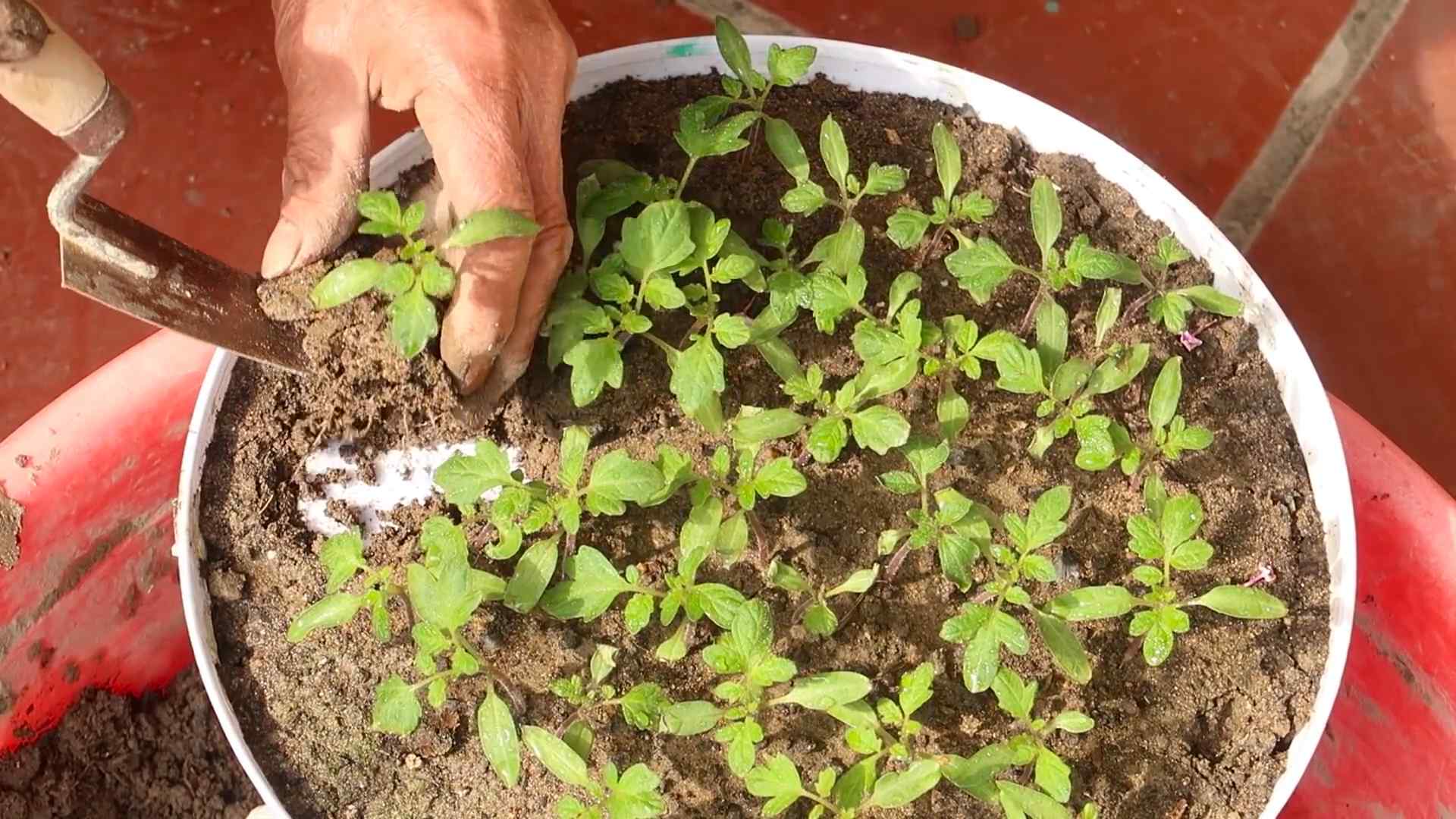 Tomaten anpflanzen: DIY Anleitung