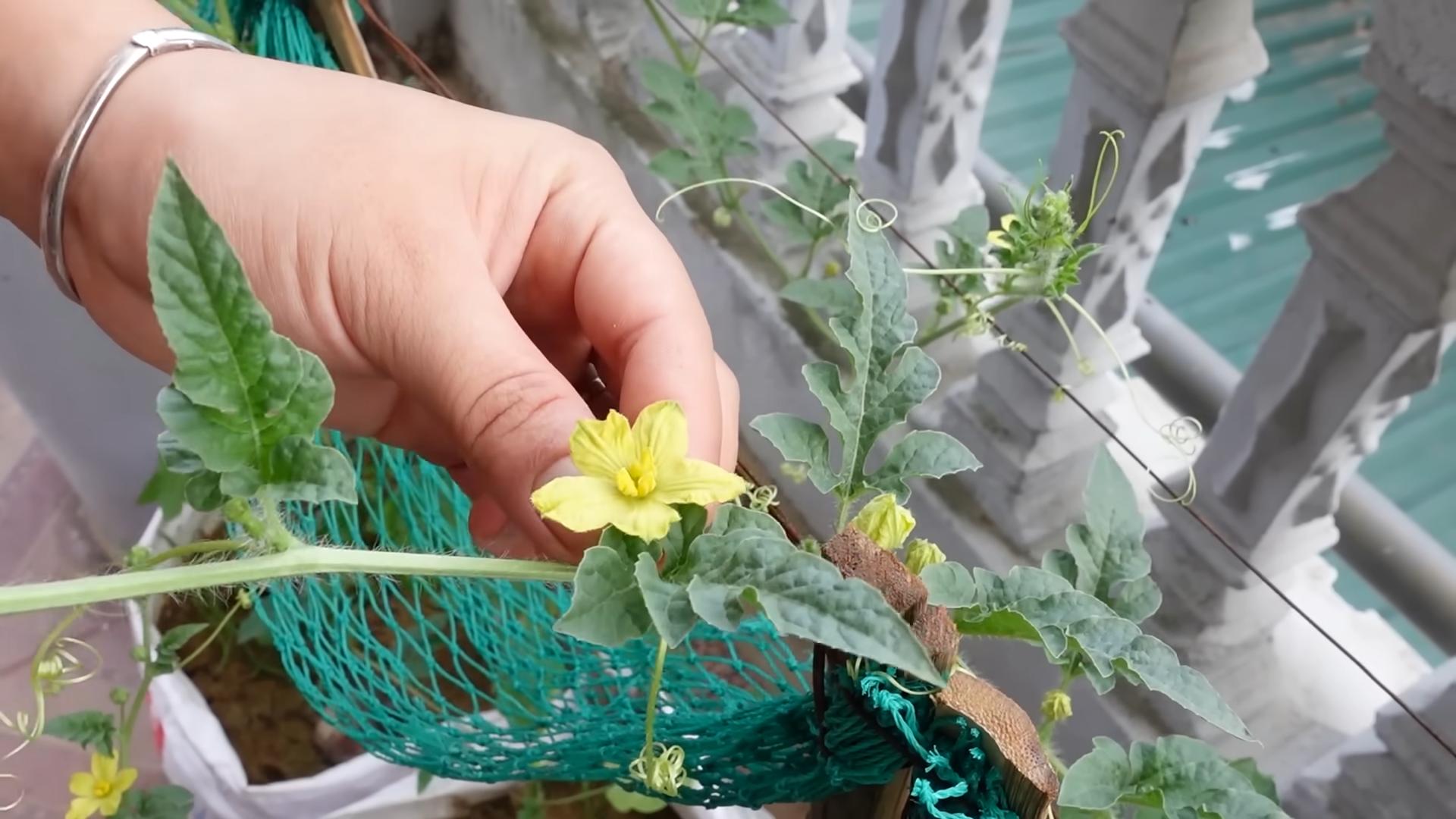 Wassermelone anbauen Anleitung