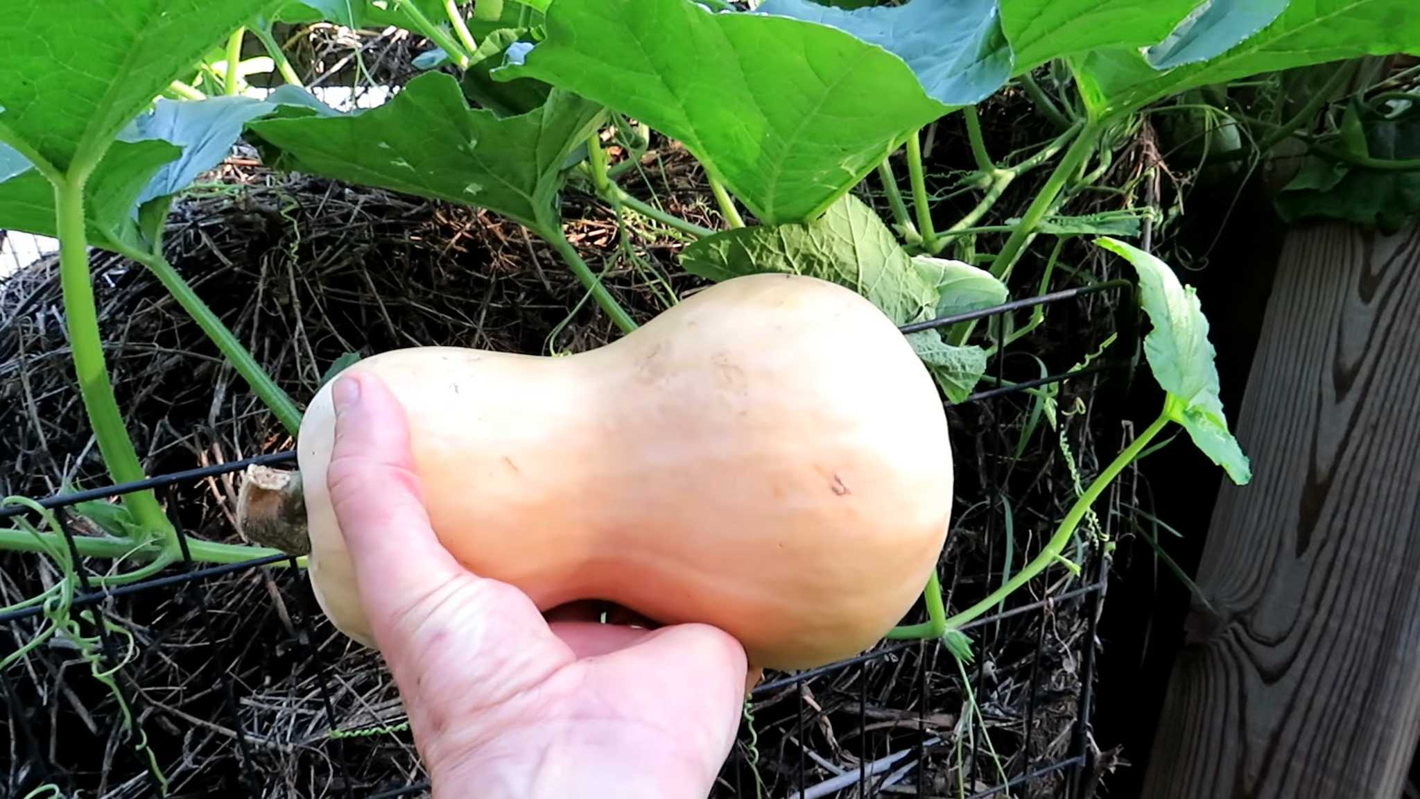 Butternut Kürbis Ernten Anleitung