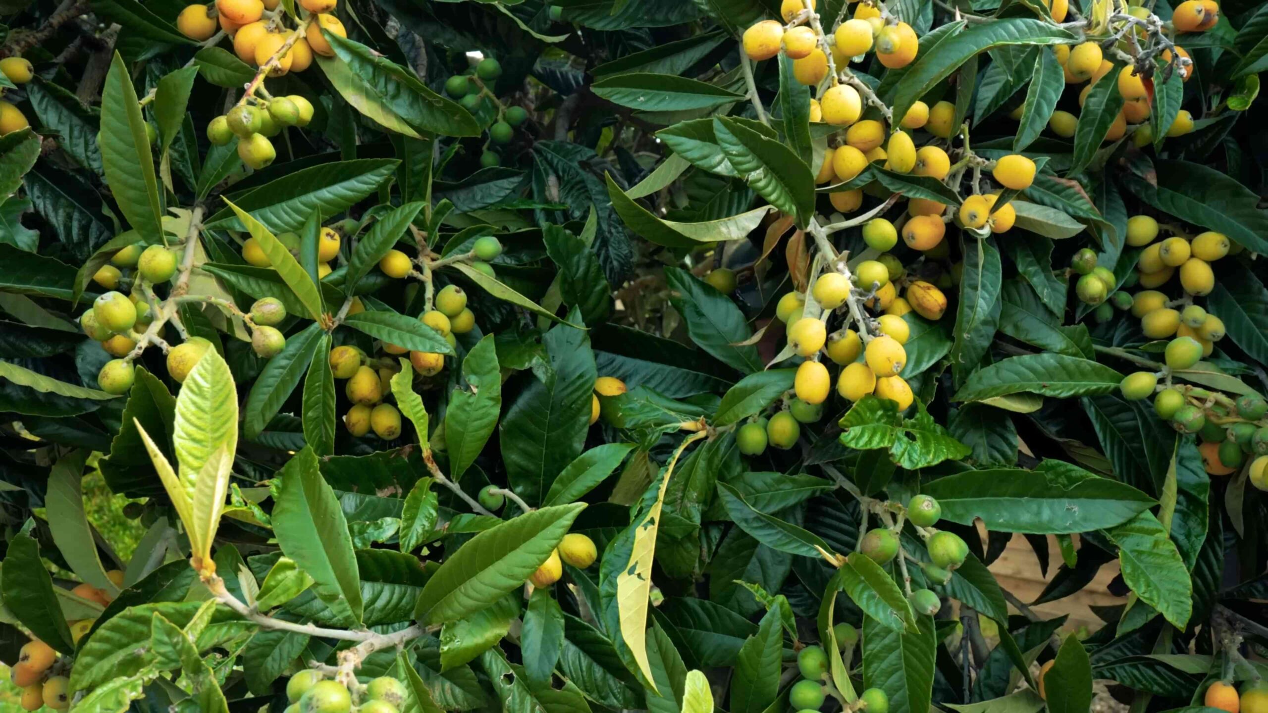 Loquat Anbau zu Hause