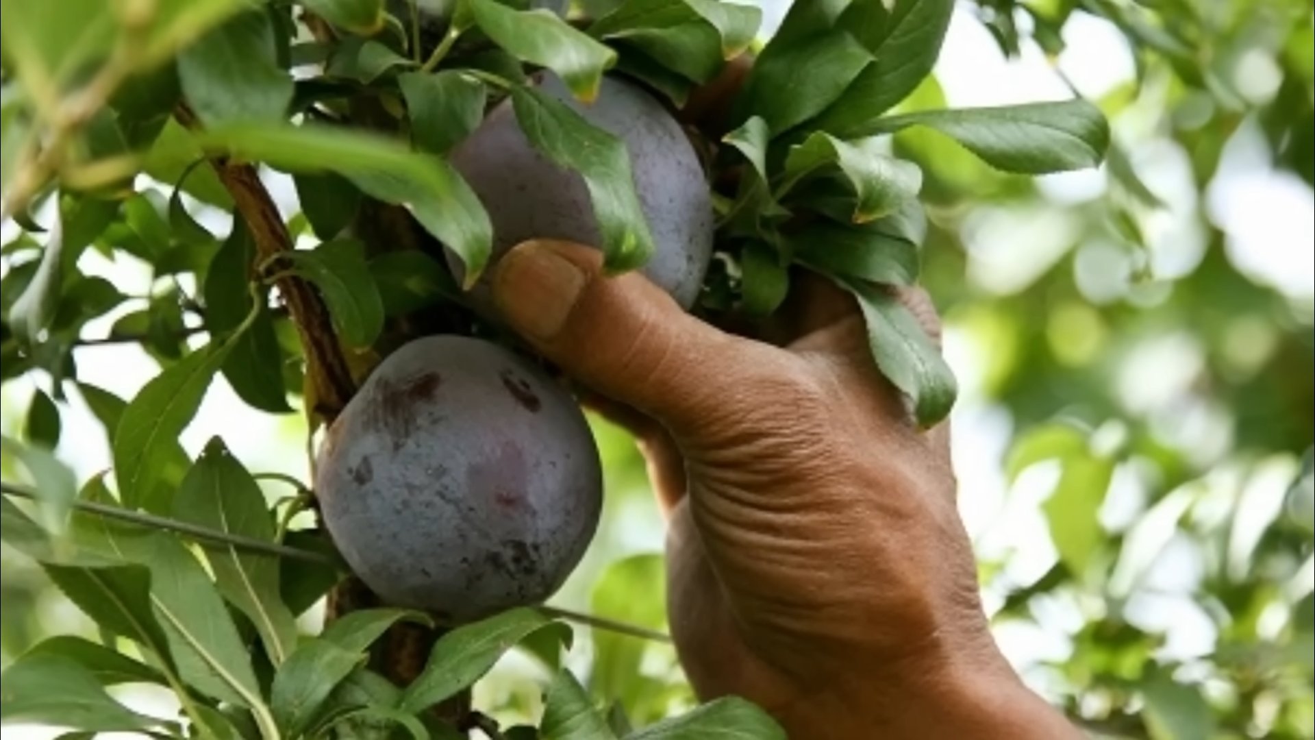 Pflaumenbaum pflanzen im Garten