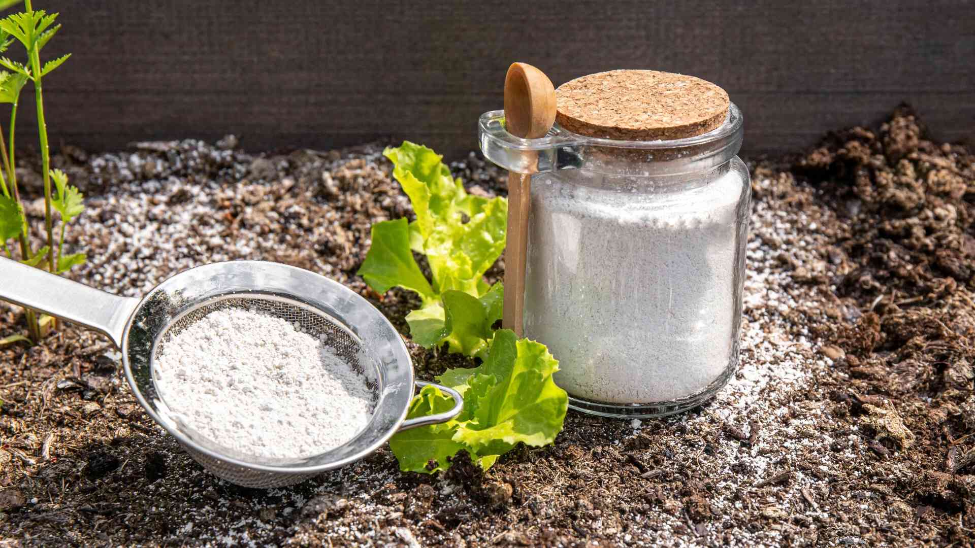 Natürliche Schneckenbekämpfung im Garten