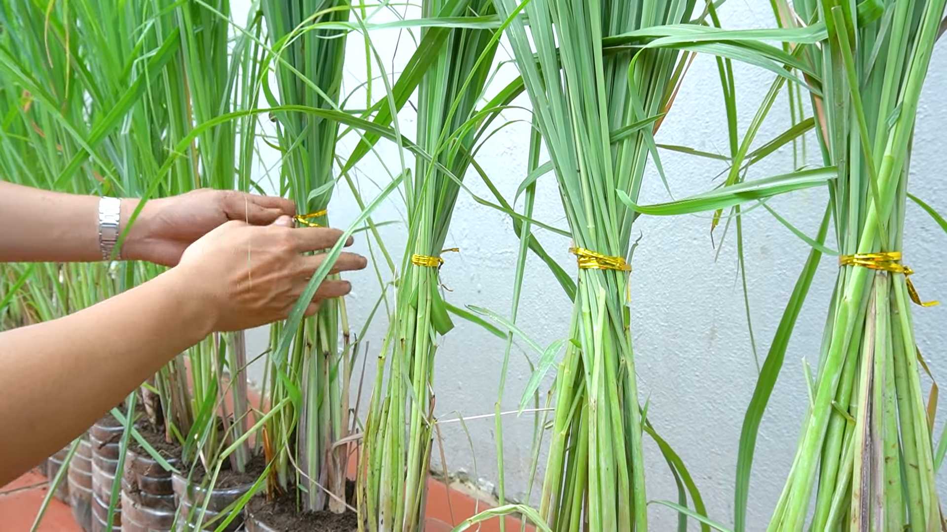 Zitronengras Anbau und Ernte
