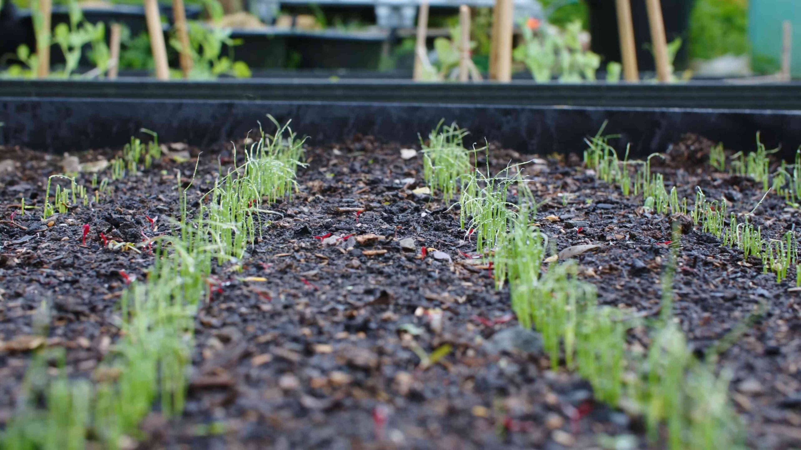 Lauch Anbauen im Garten