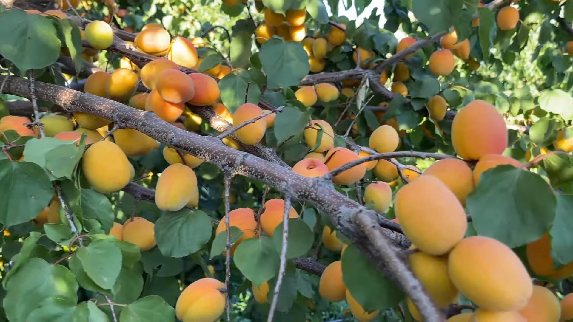 Aprikosenbaum im Garten pflanzen