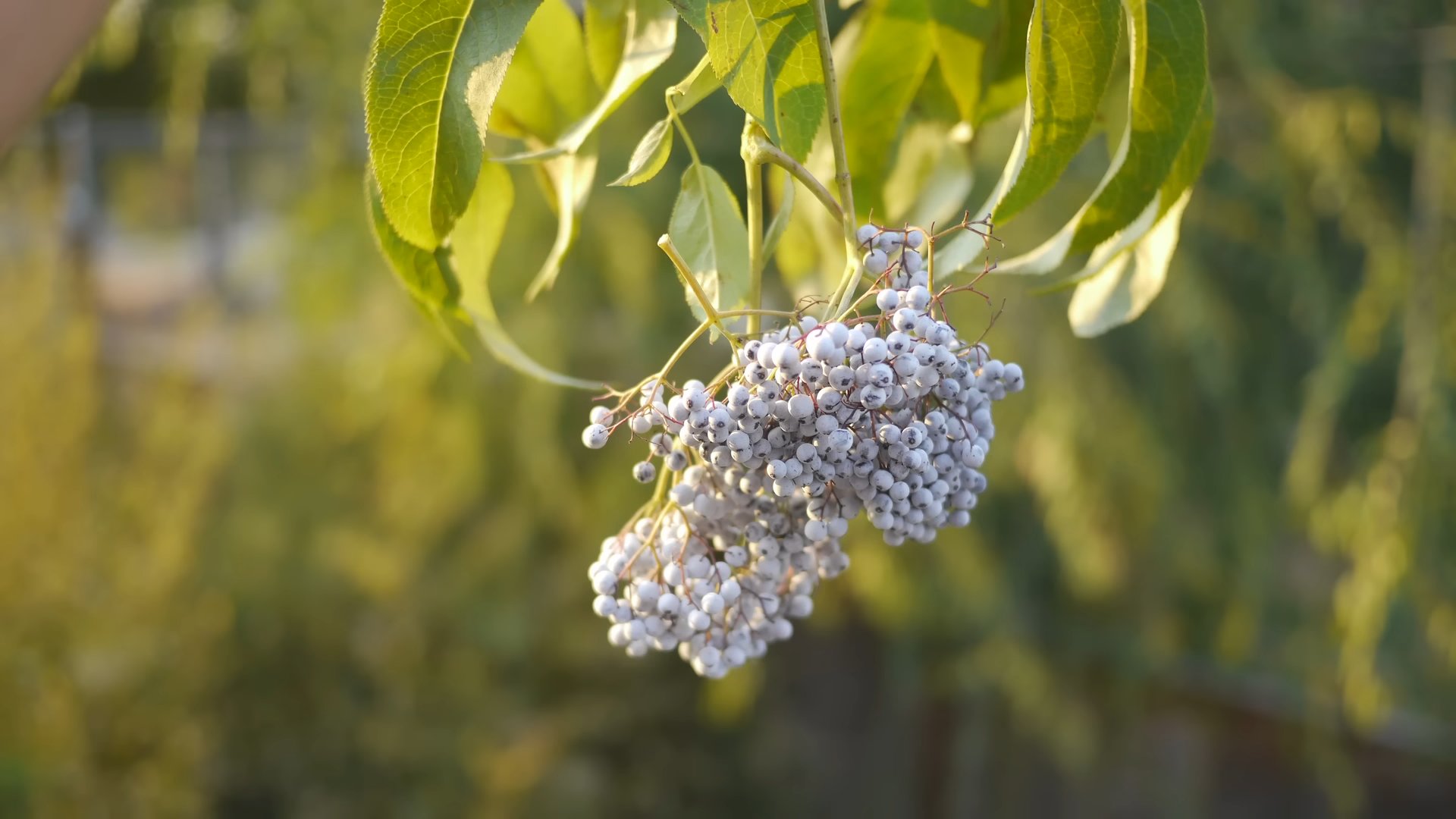 Holunderbeeren anbauen Tipps