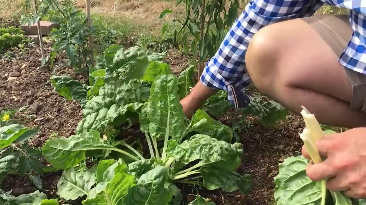 Gartenkard selber anbauen
