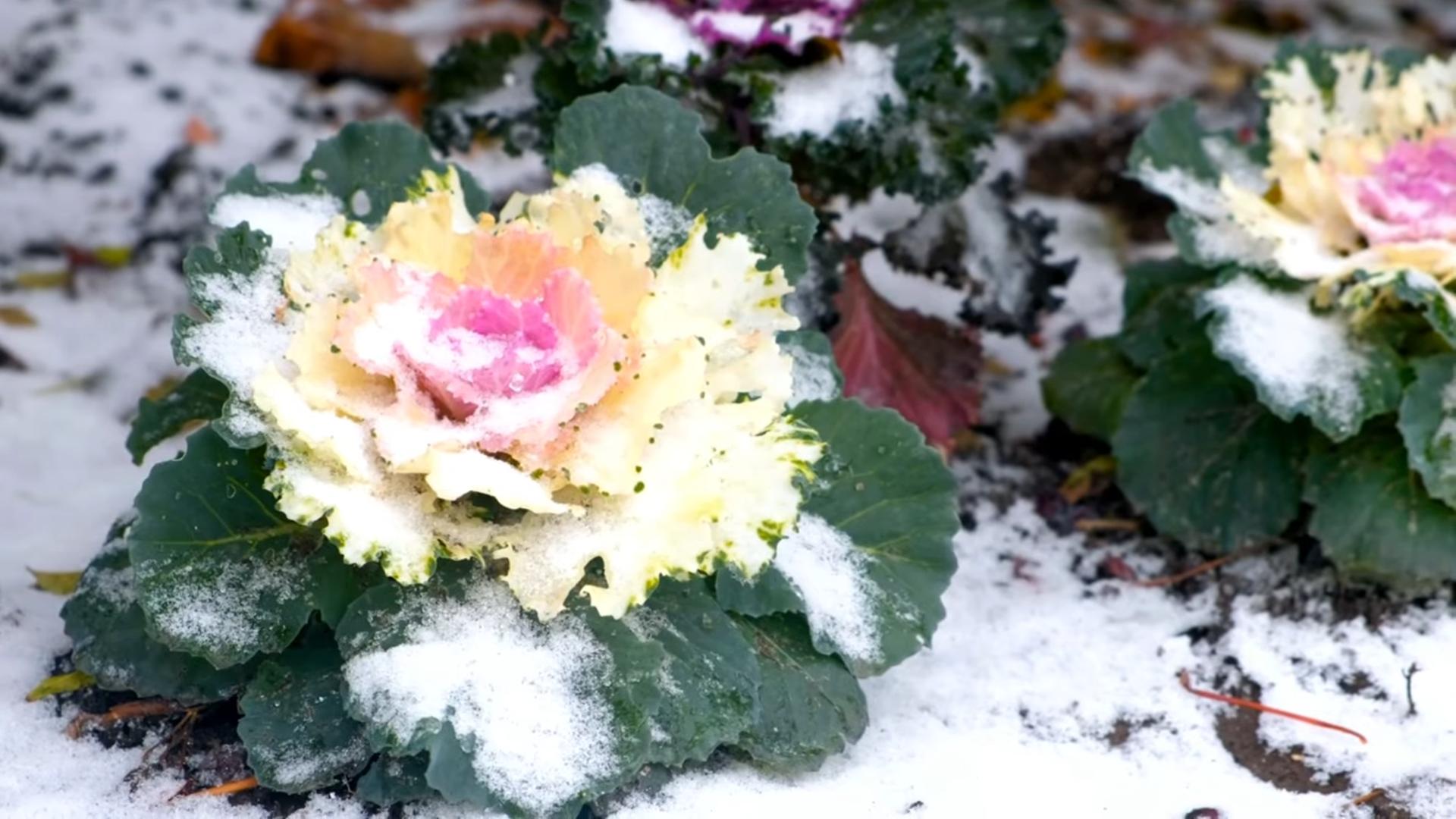 Winterharte Blumen für den Garten