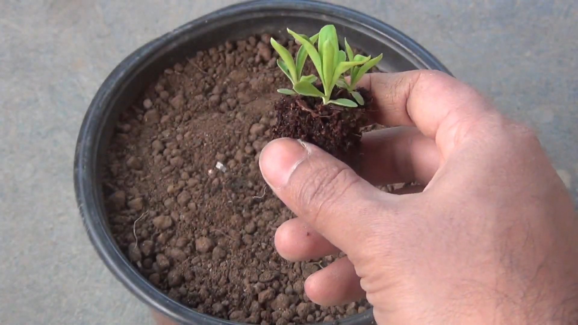 Nelken Anbau Garten Tipps