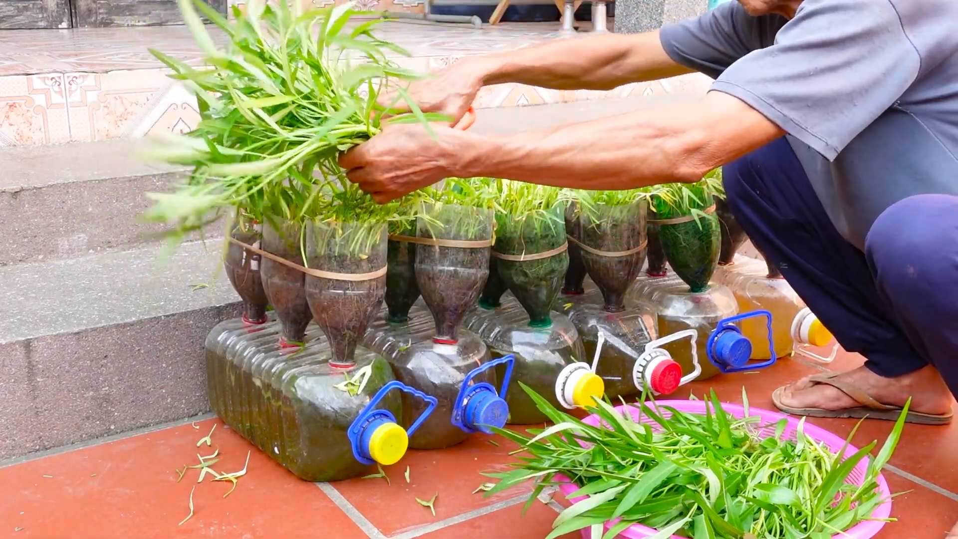 Kangkong Anbau Anleitung