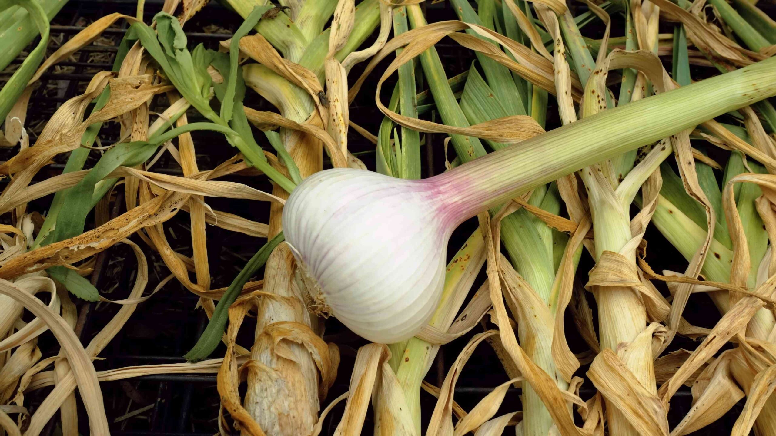 Knoblauch Anbau zu Hause