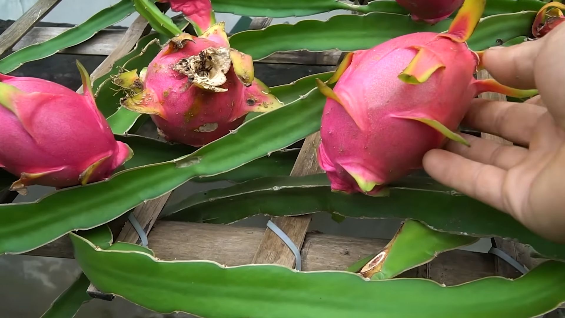 Drachenfrucht Anbau Anleitung