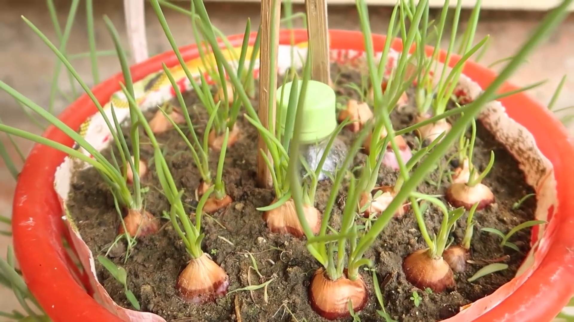 Schnittlauch anbauen im Garten