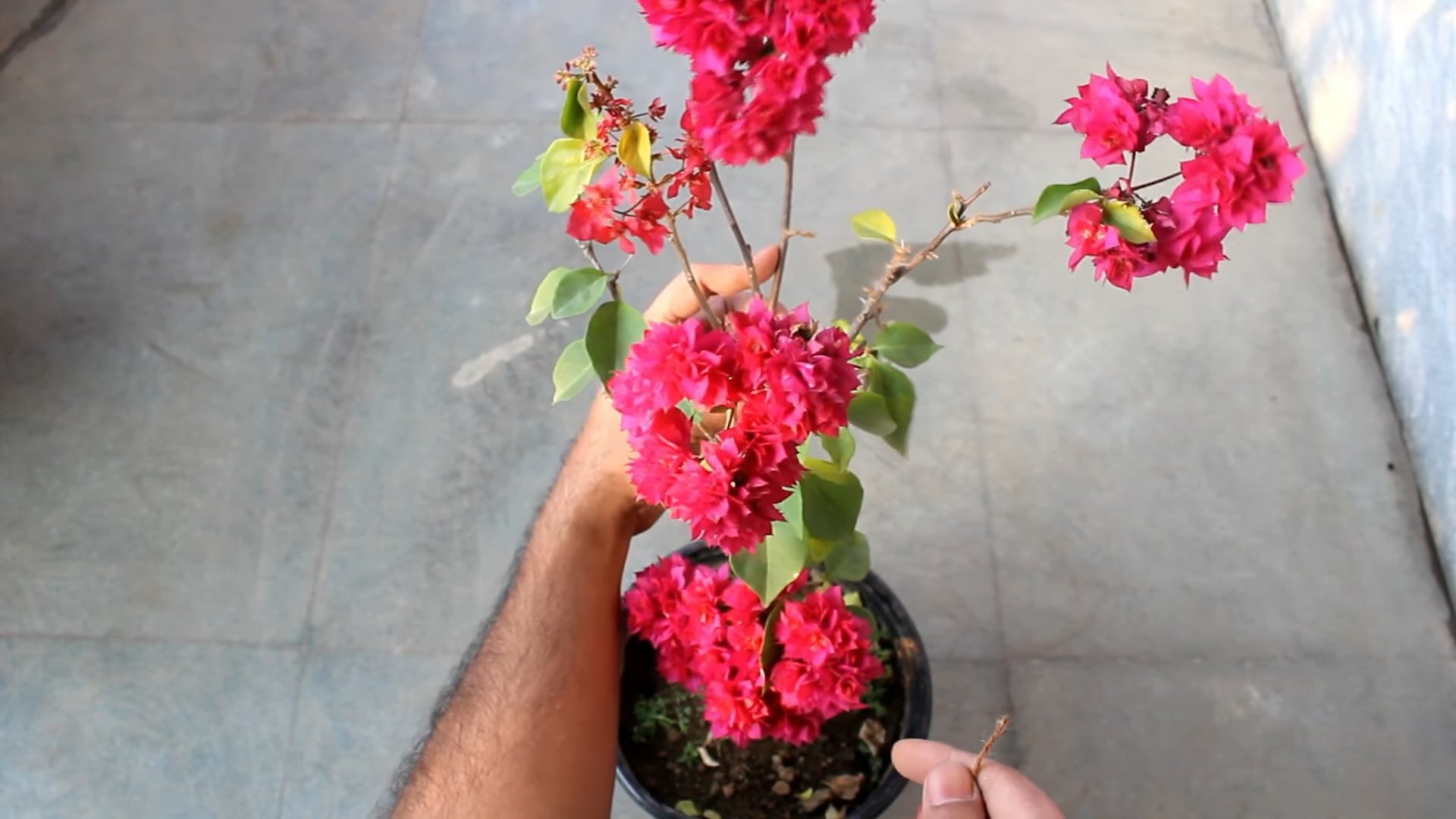 Bougainvillea Pflege Zimmerpflanze