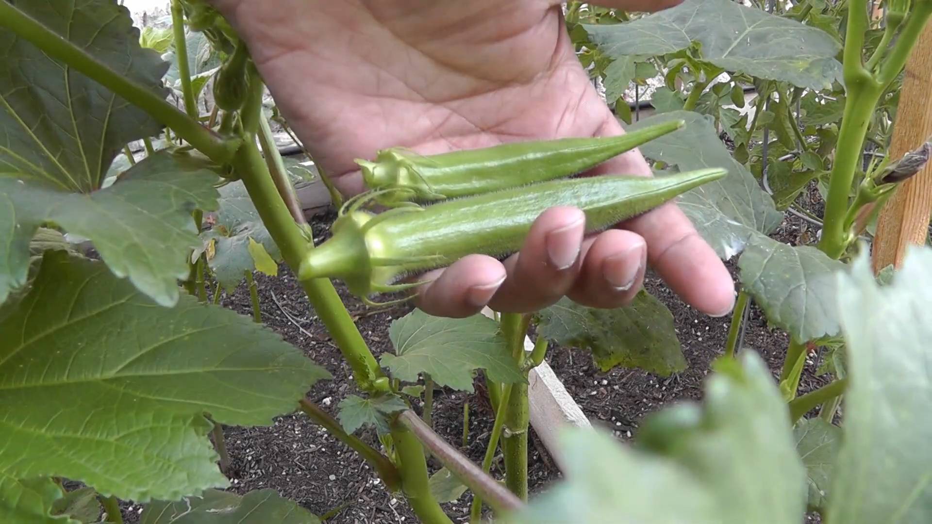 Okra Anbau im Garten