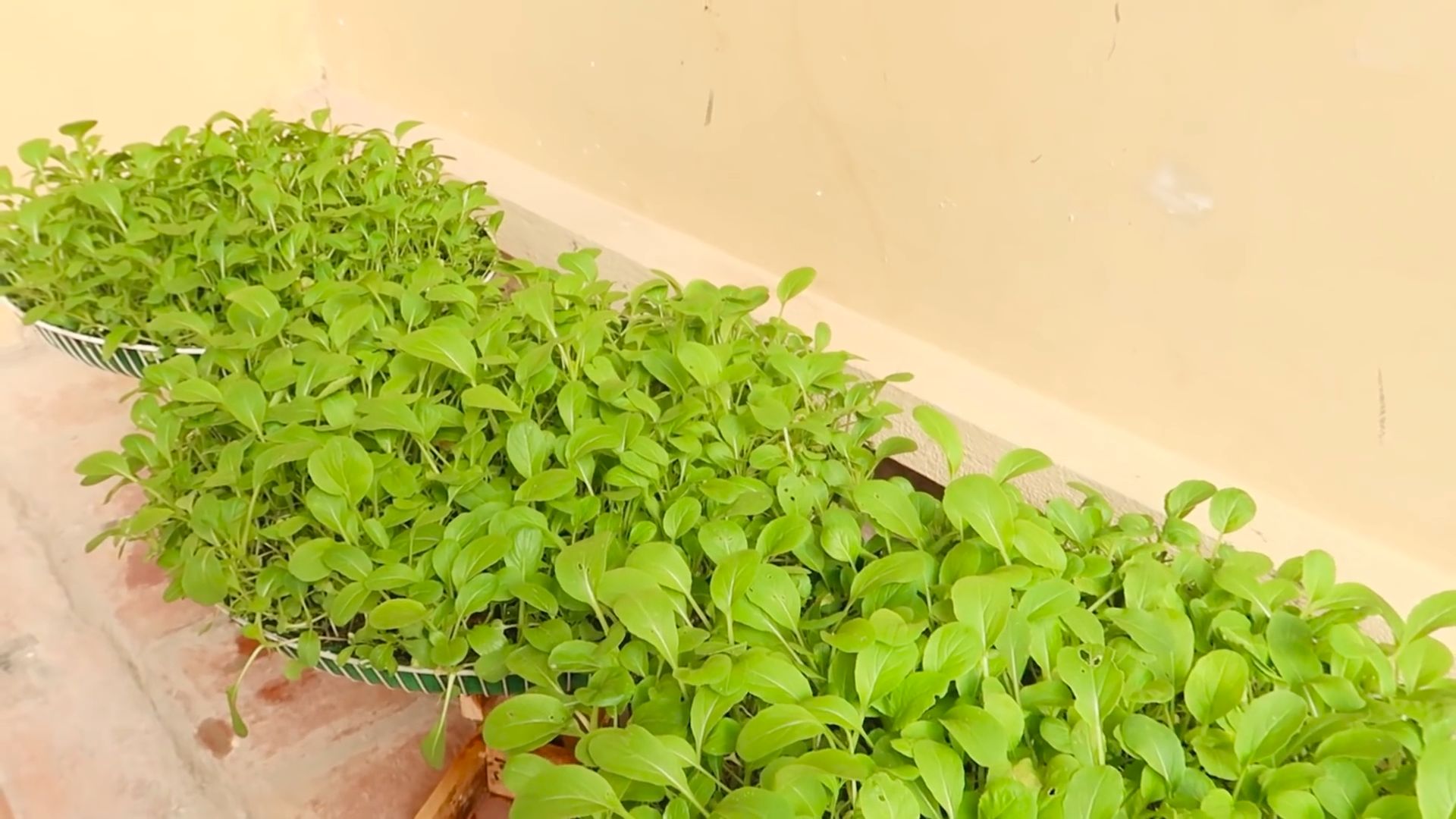 Bok Choy Garten DIY