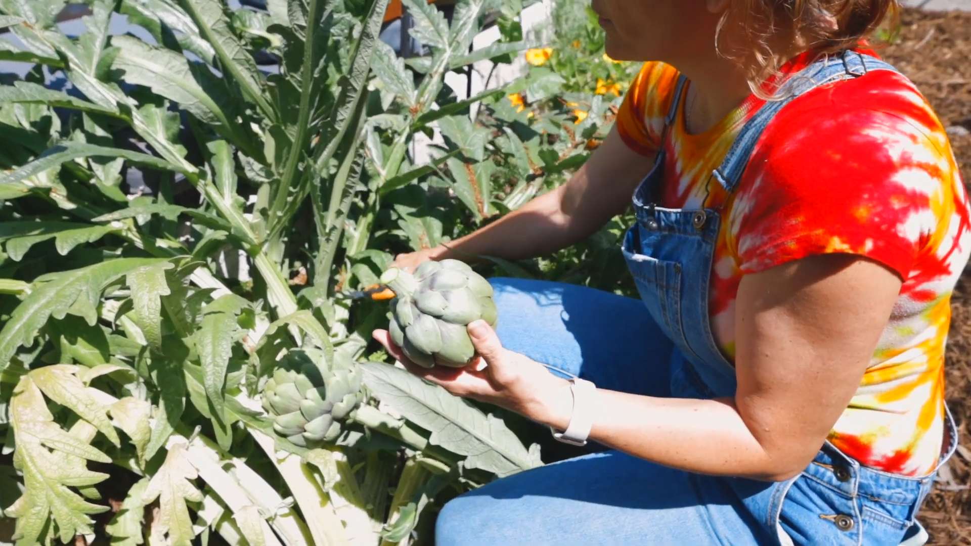 Artischocken anbauen im eigenen Garten
