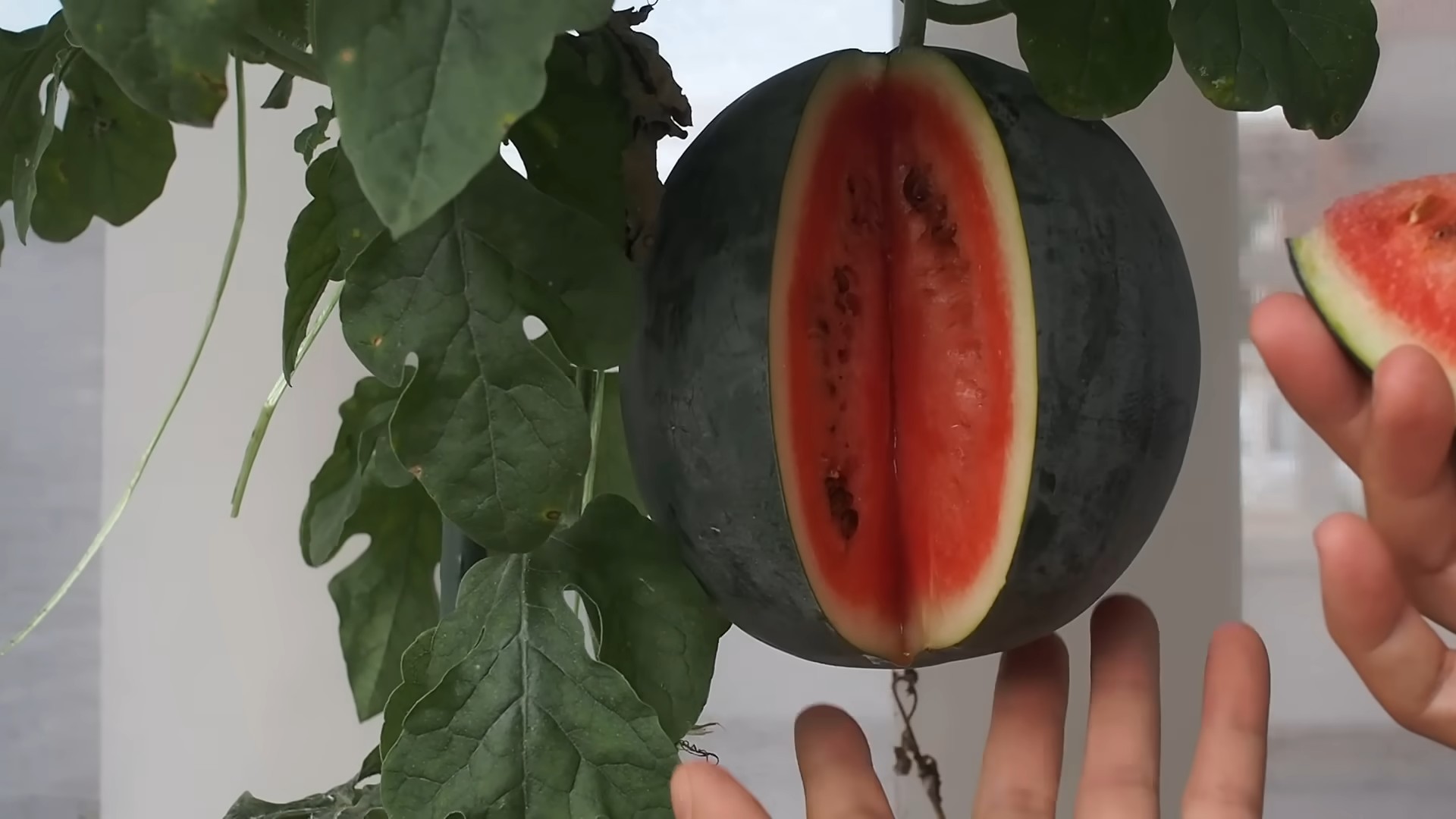 Wassermelone selber anbauen