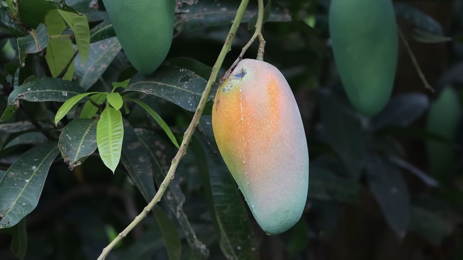 Mango Baum Pflanzen Anleitung