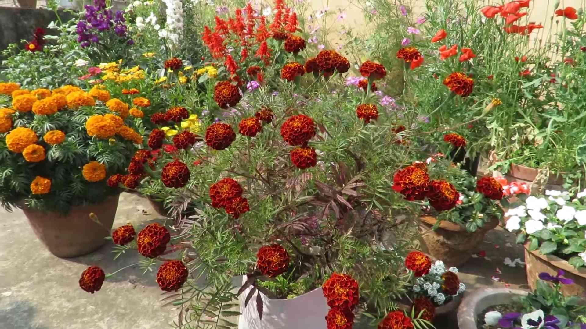 Ringelblumen anbauen: Einfache Tipps