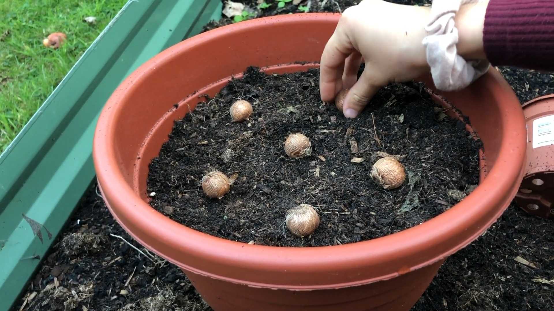 Narzissen pflanzen einfach gemacht