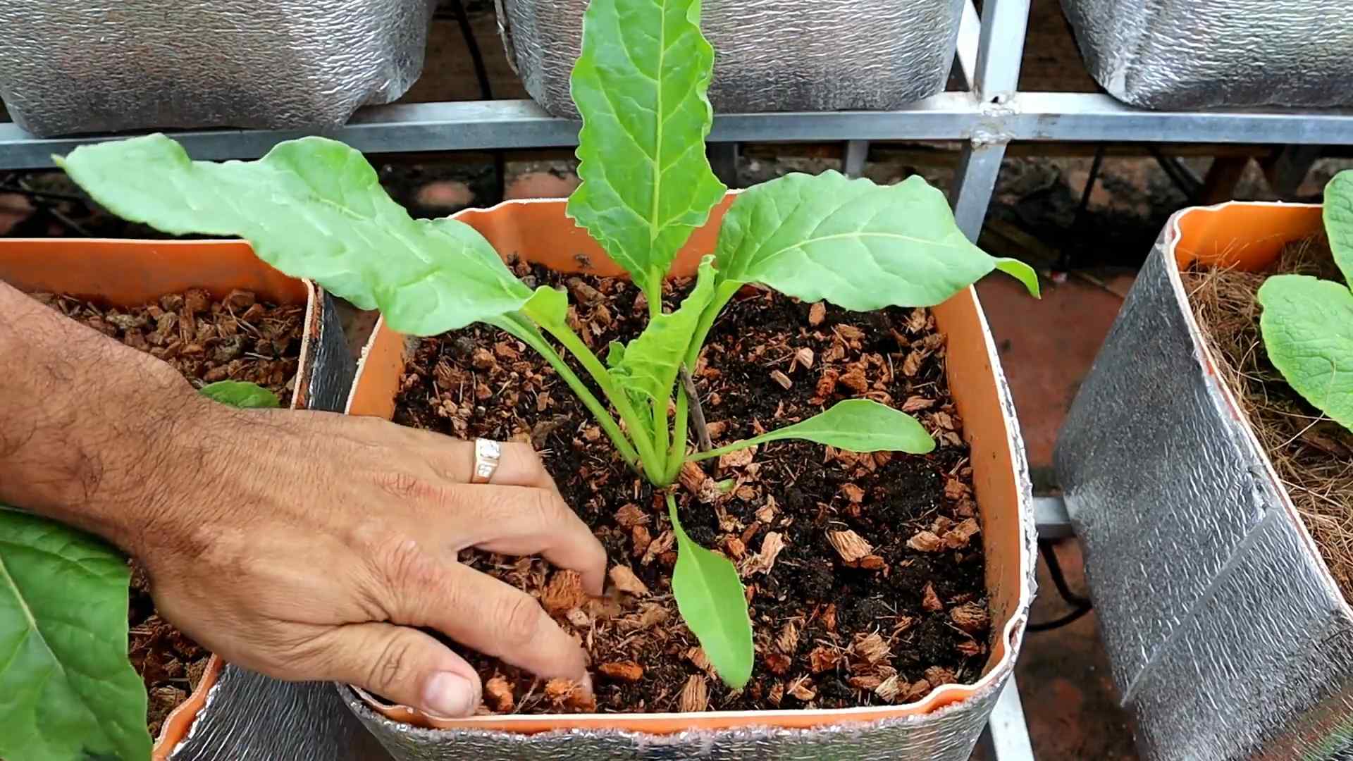 Chard Anbauen Einfache Anleitung