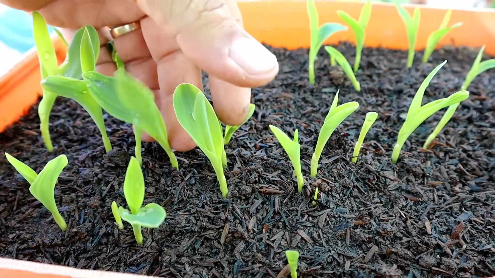 Zuckermais Anbauen Einfache Anleitung