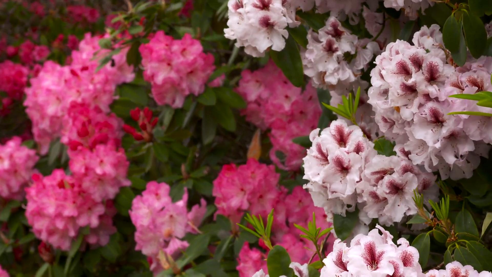 Rhododendron Pflege Tipps